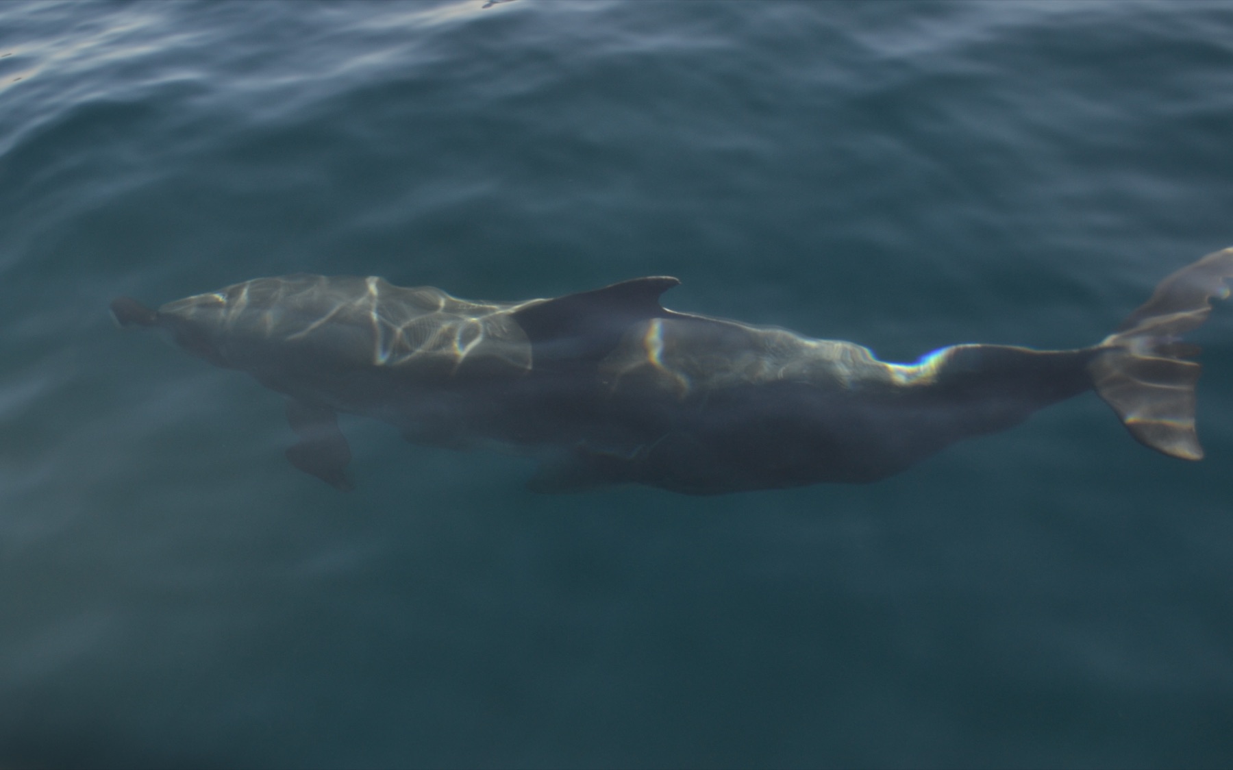 A common bottlenose dolphin at the surface off Santa Catalina Island, California.