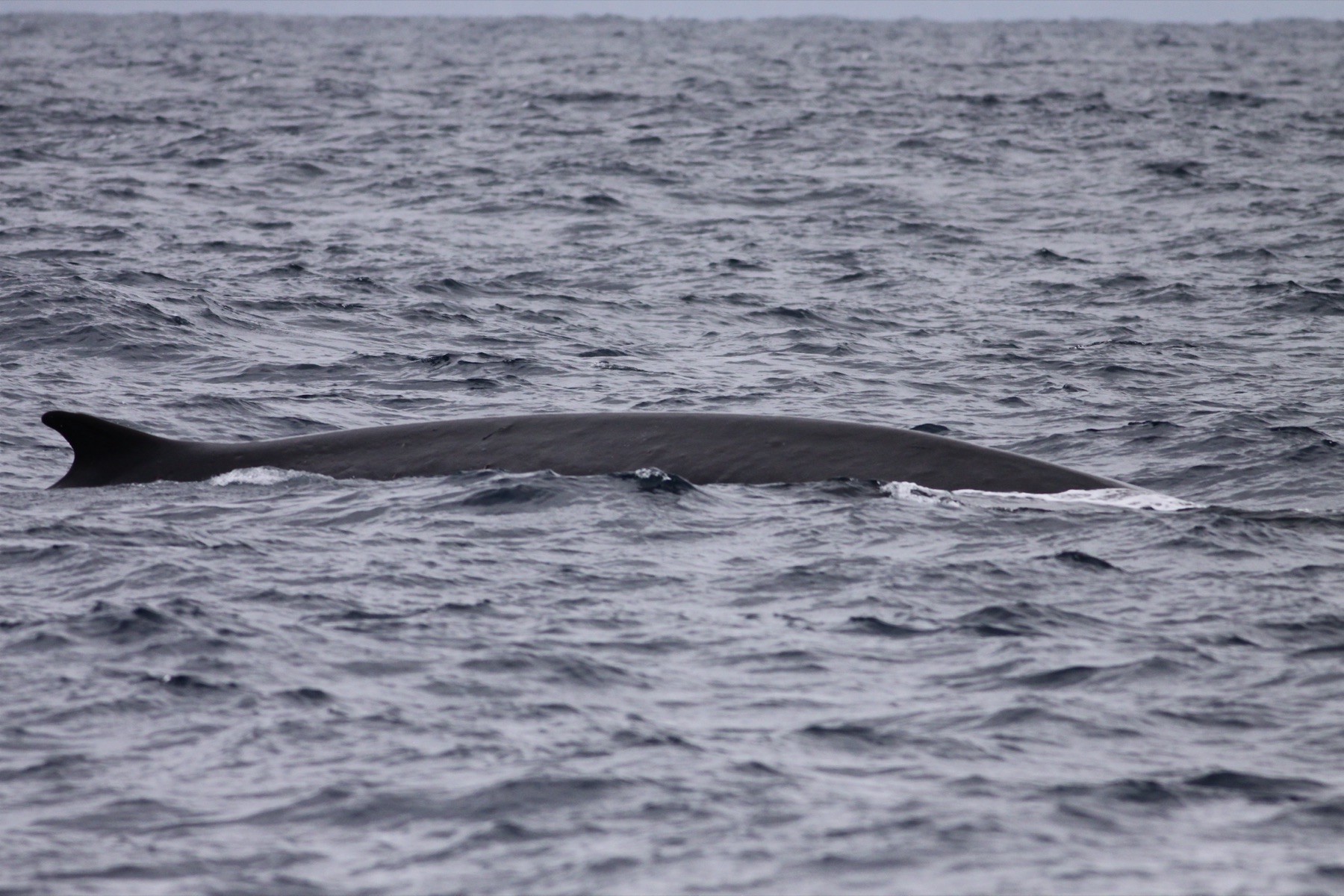 A fin whale surfacing off San Diego, California.