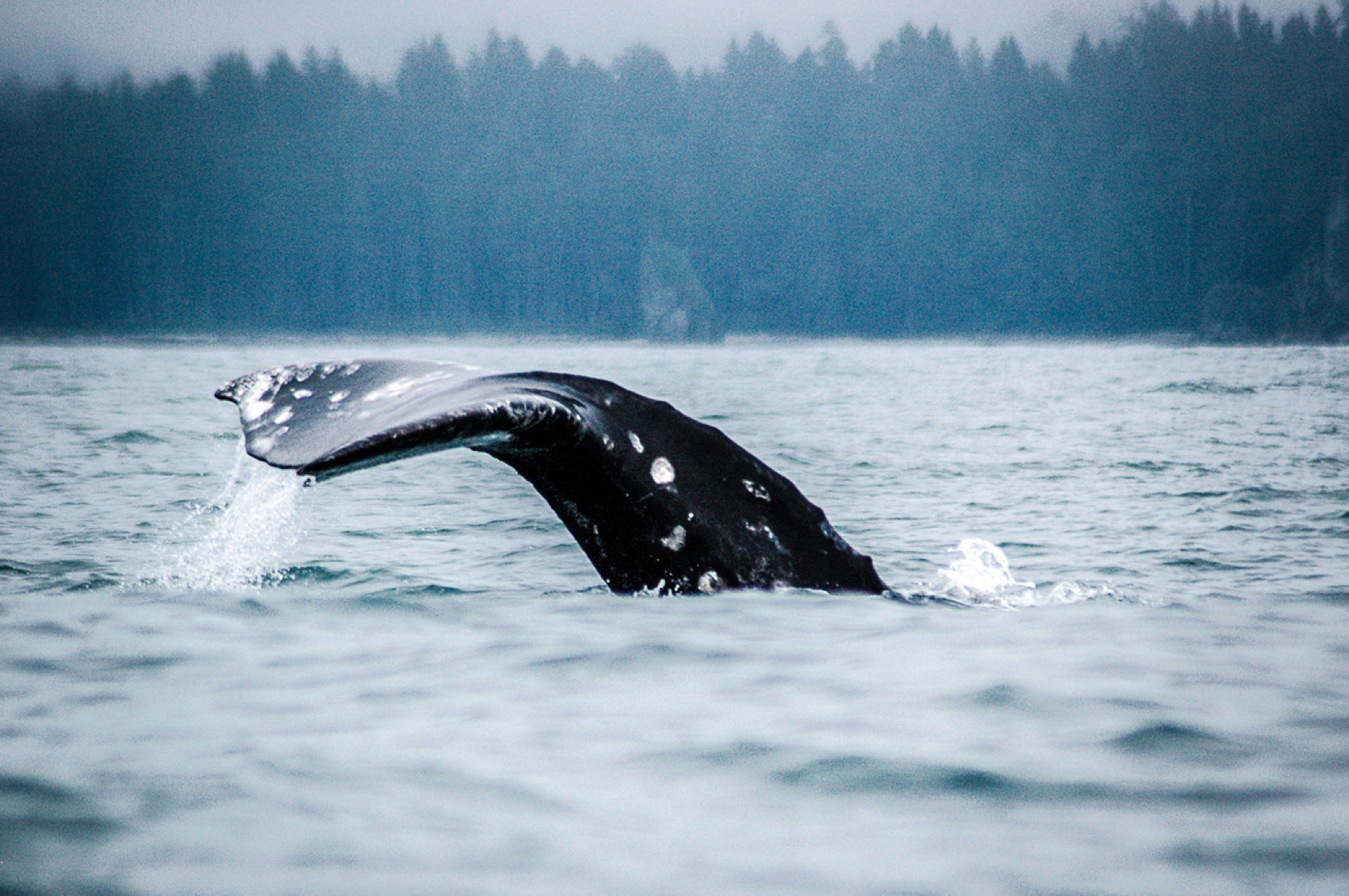 A gray whale surfacing off the California coast.