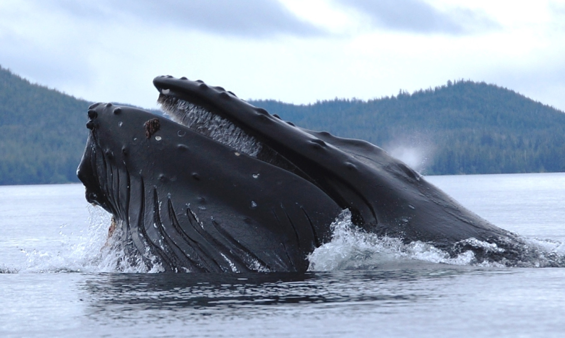A humpback whale at the surface.