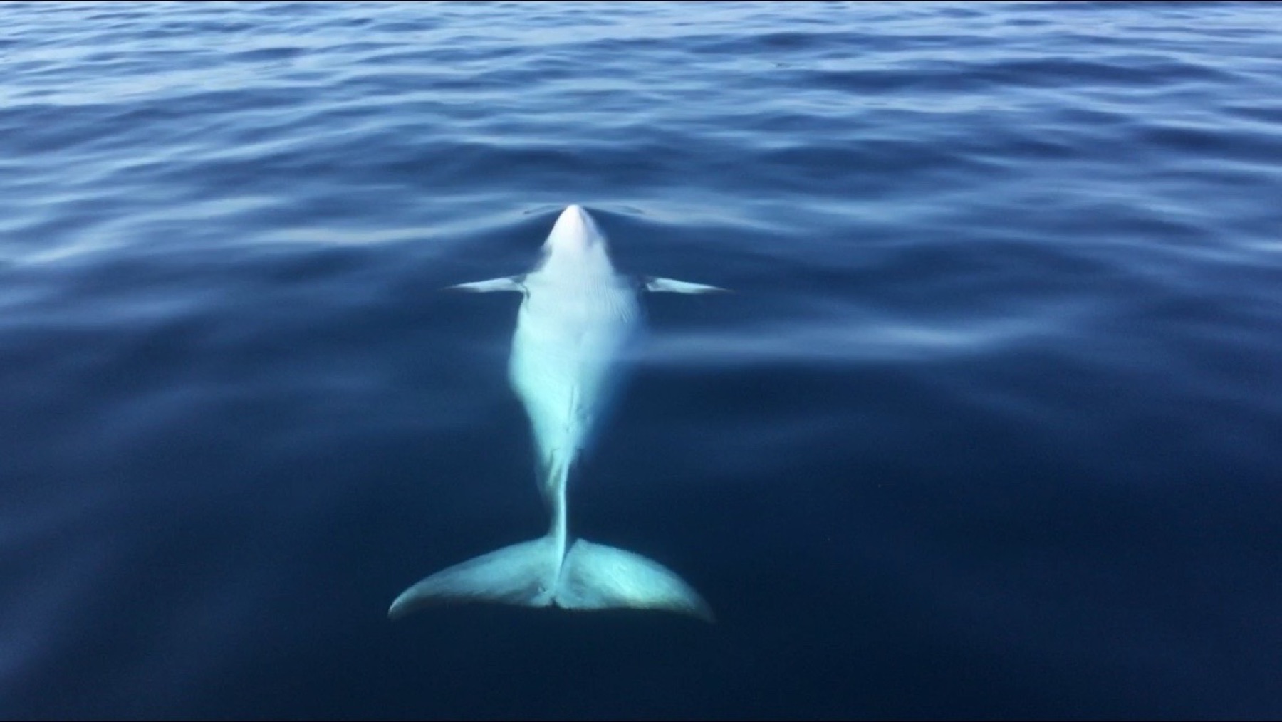 A minke whale rolled on its back at the surface, off Oceanside, California.
