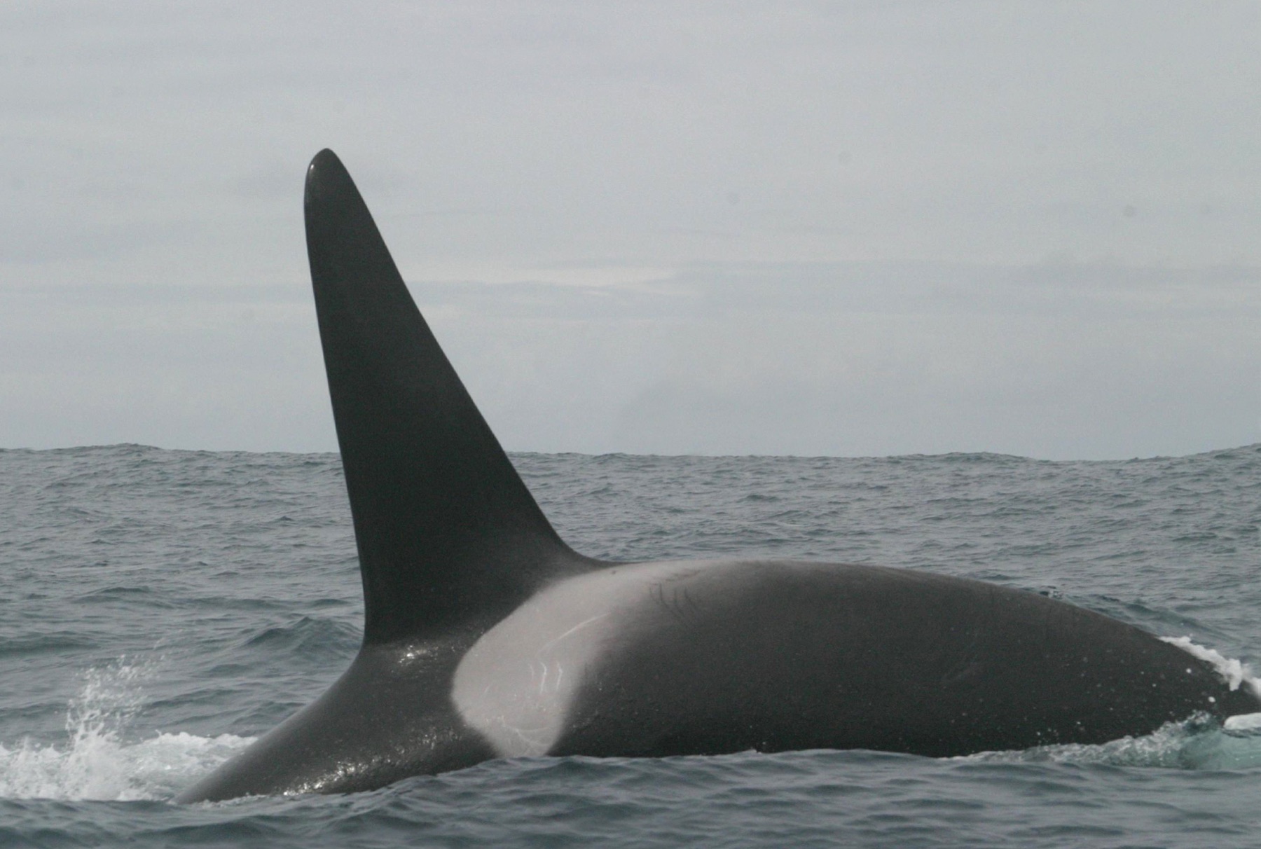 An orca (Orcinus orca) at the surface.
