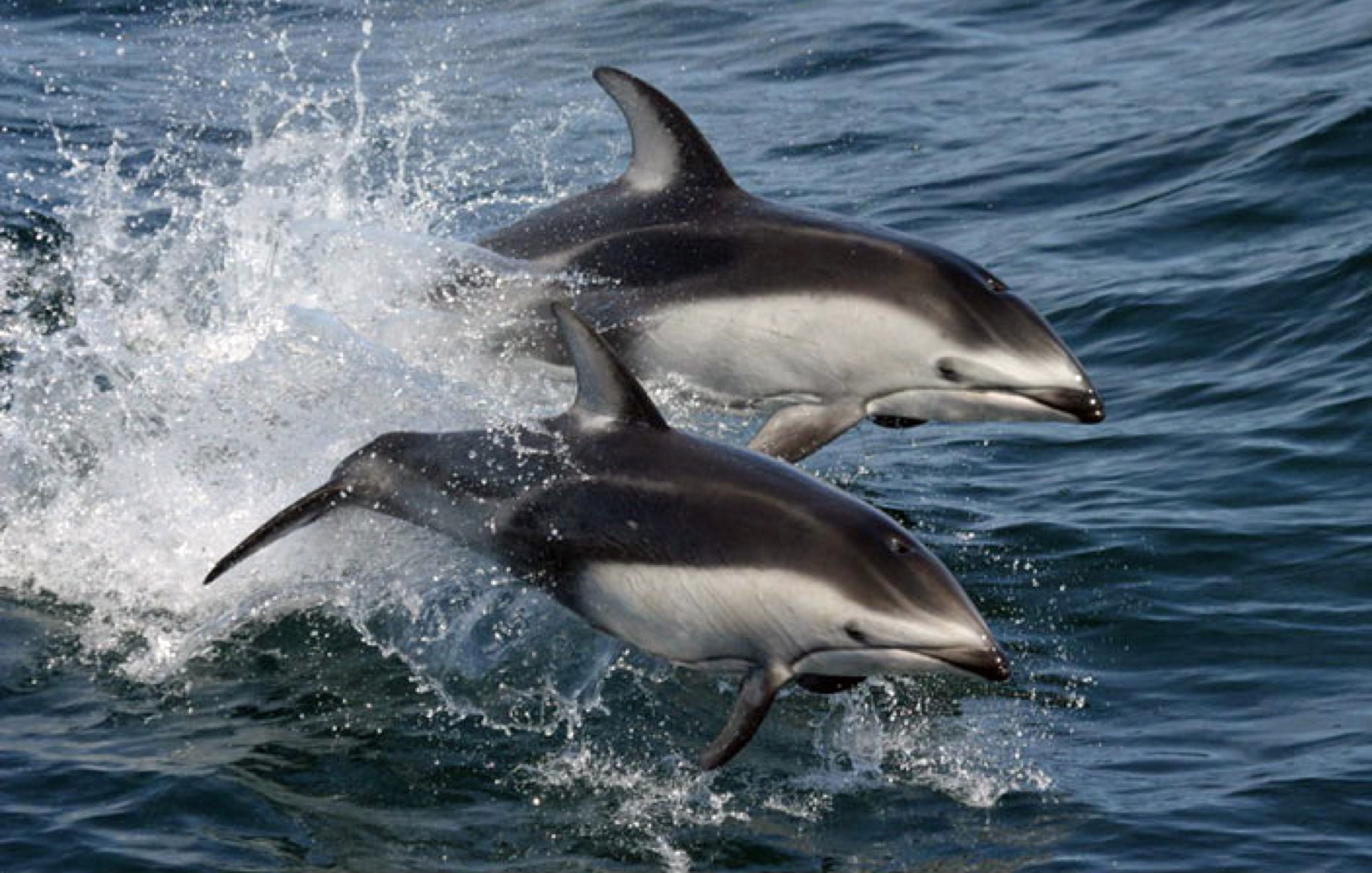 Pacific white-sided dolphins at the surface.