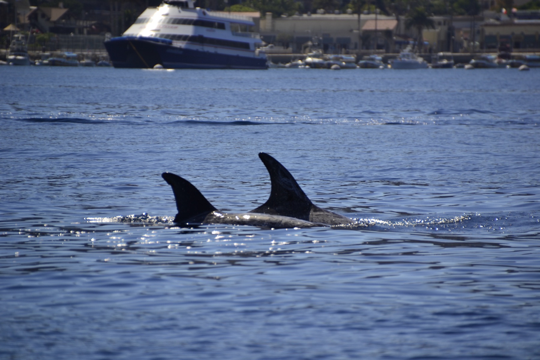A Risso's dolphin (Grampus griseus) at the surface off Santa Catalina Island, California.